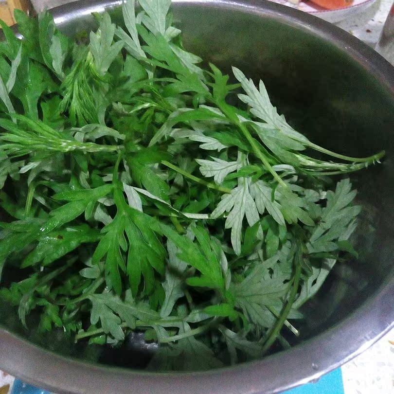 新鲜艾草 野生嫩艾草艾叶 清明果团艾粑粑材料 现摘现