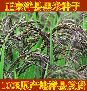 正宗高产洋县黑米种子 黑谷种子黑稻谷水稻种子500克送资料