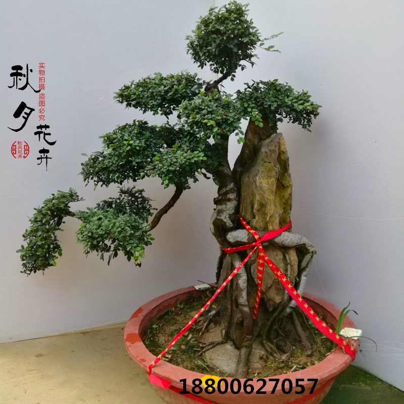 大型榆树盆景树桩 附石小叶榆树古桩盆景实物 抱石小叶榔榆盆景图片