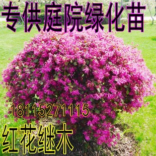 绿化苗木 红花继木球 小苗 彩色苗木四季常青不落叶庭院植物