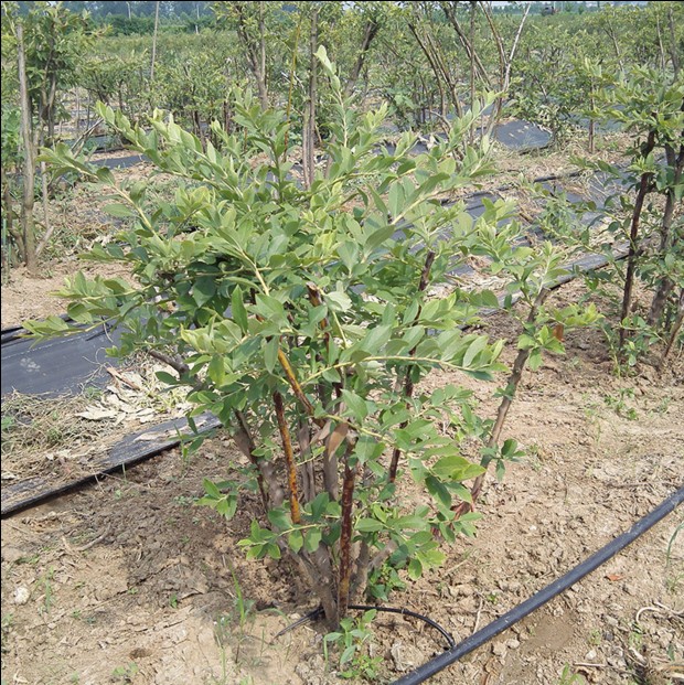 蓝莓树苗庭院盆栽果树苗南方北方种植品种阳台植物带花芽当年结果