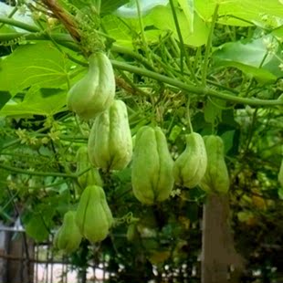 种植佛手瓜龙须菜嫩尖发黄变白是怎么回事,求帮忙.谢谢