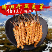 野生虫草4条一克无断草 西藏新鲜那曲冬虫夏草正品 藏之宝