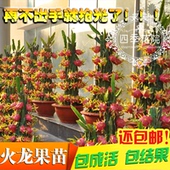 红肉黄肉紫肉火龙果树苗带根 包邮 黄肉火龙果盆栽 红心火龙果苗