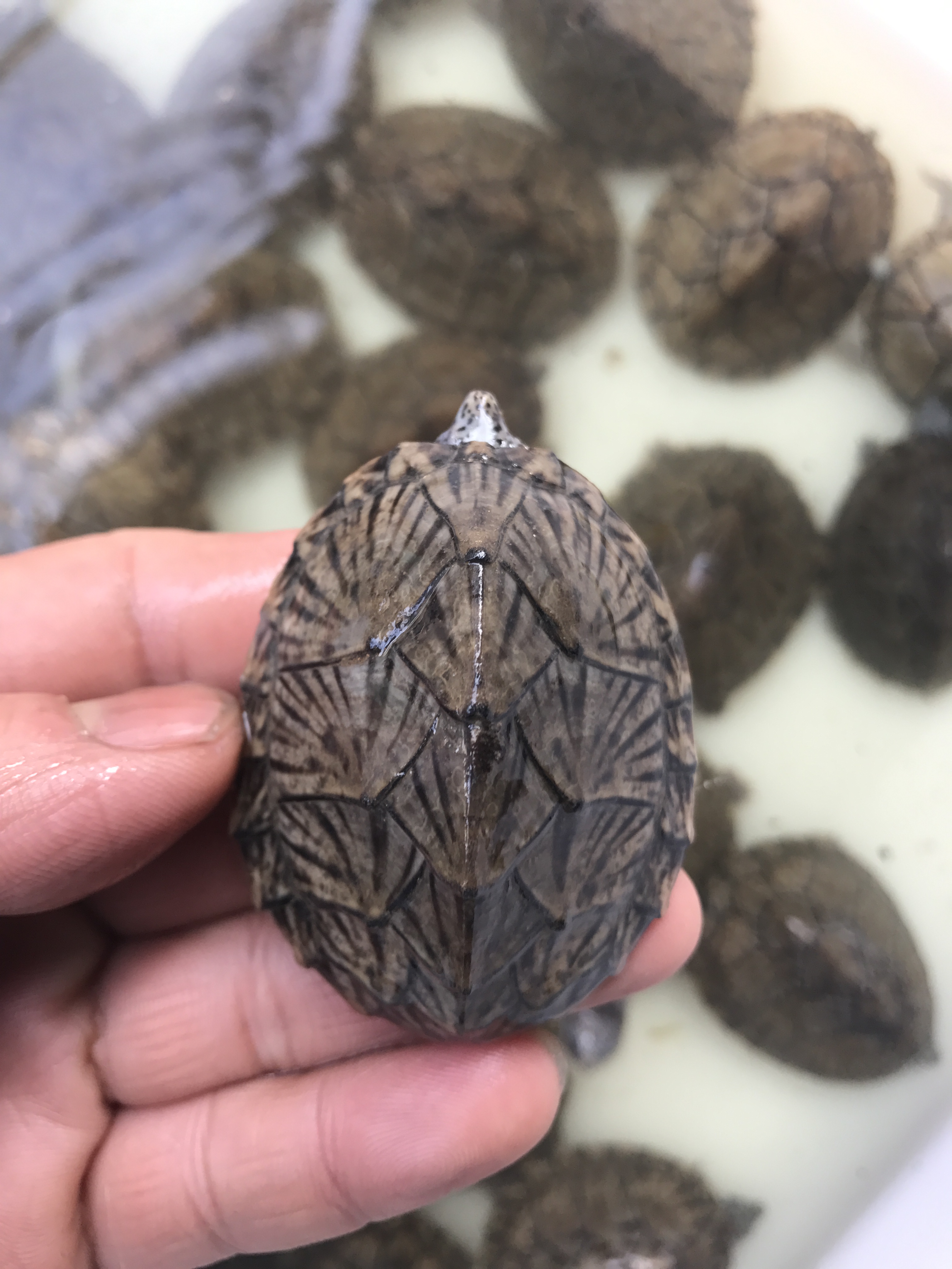 【包邮】剃刀龟人工剃刀大苗深水龟剃刀麝香蛋龟活体深水龟宠物龟