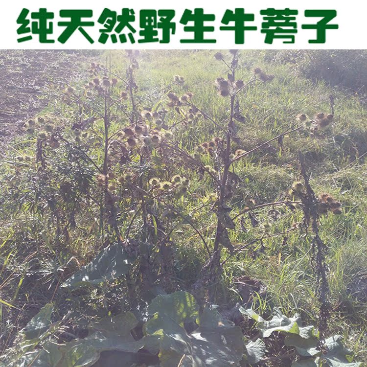 天然野生中药材大力子 牛蒡子 牛蒡籽 大粒籽 大力籽 500克包邮