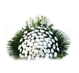 菊花哀悼念丧事葬礼祭奠清明节冬至扫墓花束速