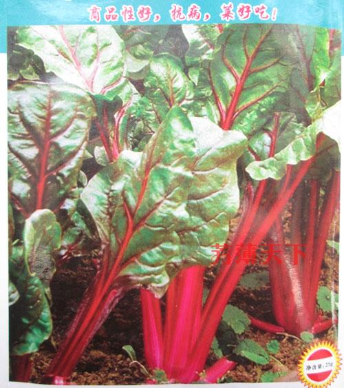 红根达菜种子 红梗菜 莙达菜 天然补血品 好吃 抗病 25g