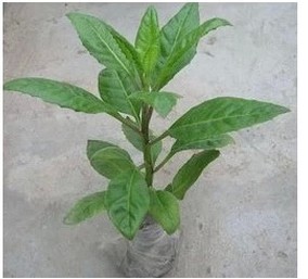 有机降糖草明月草大棵壮苗神仙草益寿草 降糖降压