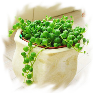 多肉植物【佛珠】珍珠吊兰 迷你盆栽 净化空气 桌面迷你盆栽植物