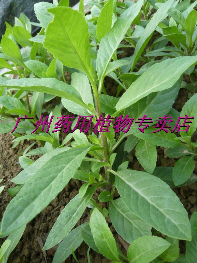 保证正宗 降糖降压降脂蛇接骨草 大种苗 30多厘米高可以马上吃用