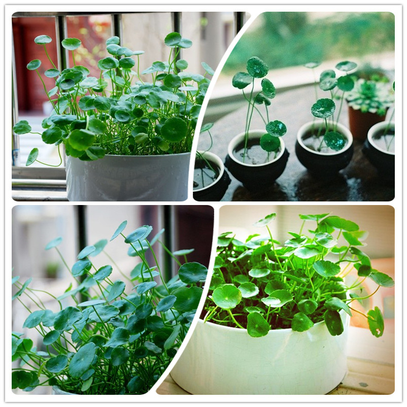 桌面水培植物 铜钱草水培套装 开运 金钱草 室内迷你盆栽绿植特价