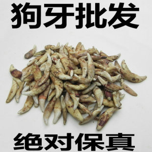 手链狗牙脚链用 批发黑狗牙狗牙齿diy配饰可以做成狗牙项链狗牙手链