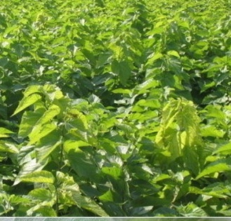 热销行道树木 盆栽可结果苗养蚕桑葚树苗 蚕宝