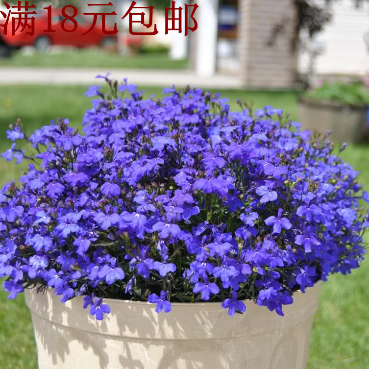 满18元包邮 六倍利种子 垂吊半边莲 翠蝶花蓝色 阳台吊兰花种子籽