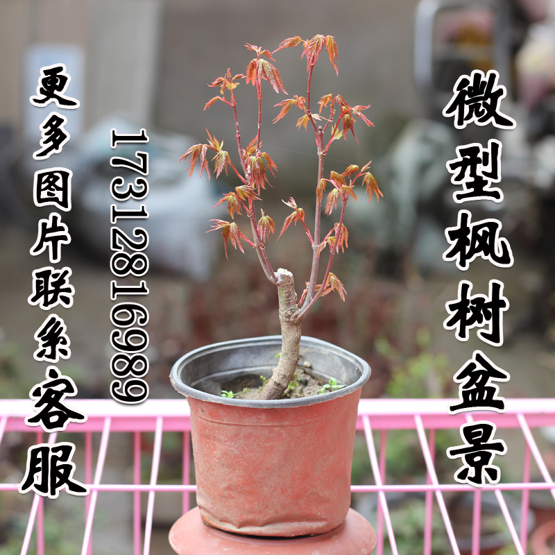 红枫微型盆景 鸡爪槭小品 四季红枫盆栽 黄金枫掌上盆景 山红叶苗