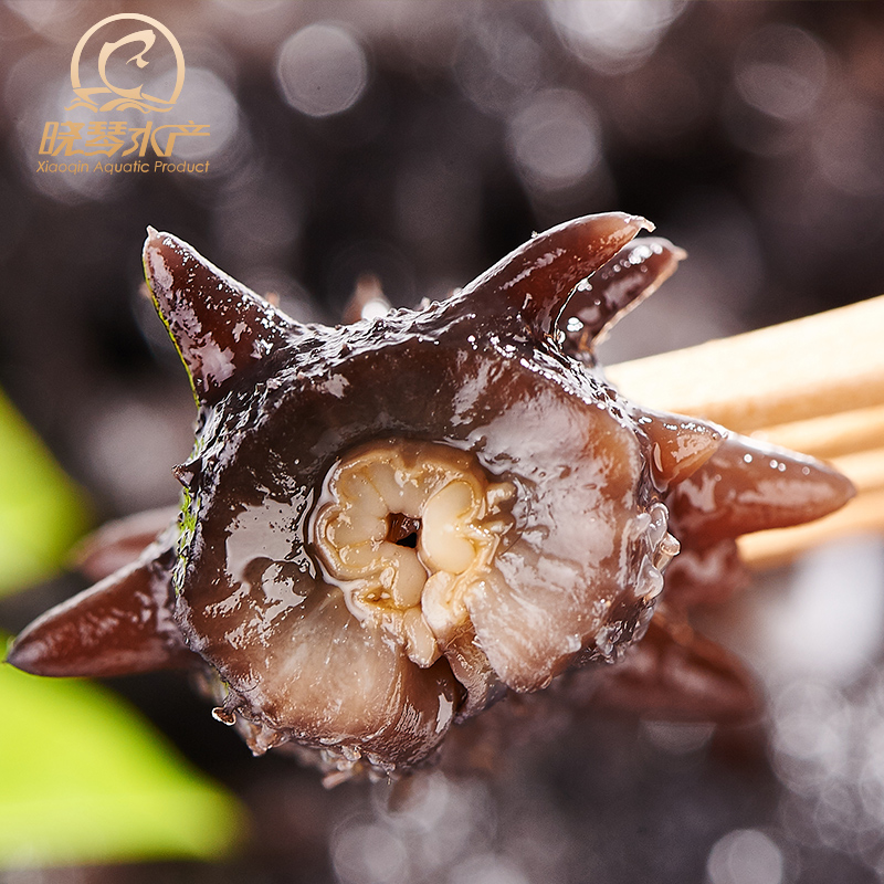 晓琴水产 开袋即食 鲜食海参 正宗大连深海七年野生刺参辽参500G