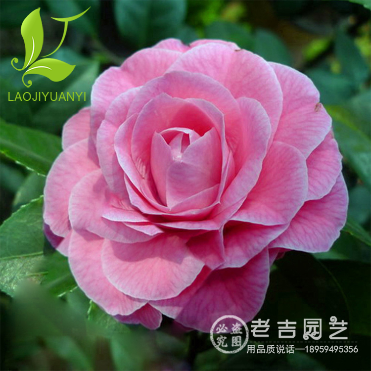 正品[茶花2304]2304评测 2304是谁的平方图片