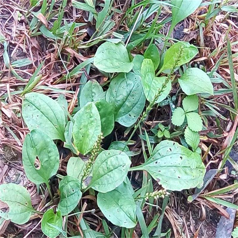 四川野生新鲜车前草车轮菜新鲜车前草龟粮可做盆栽小盆景