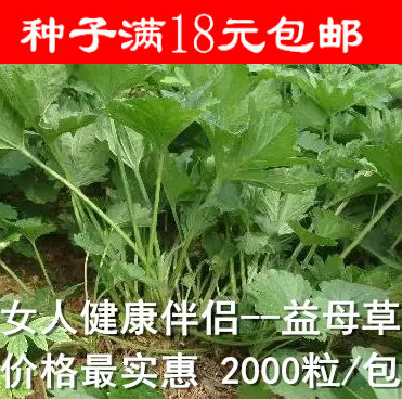益母草种子 盆栽蔬菜 中药材种子活血化瘀 经圣药 医家妇科之用