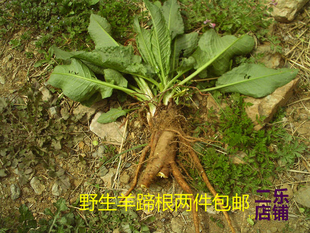 尧山地道中药材野生新鲜羊蹄根晒干土大黄羊舌头野菠菜800克免邮