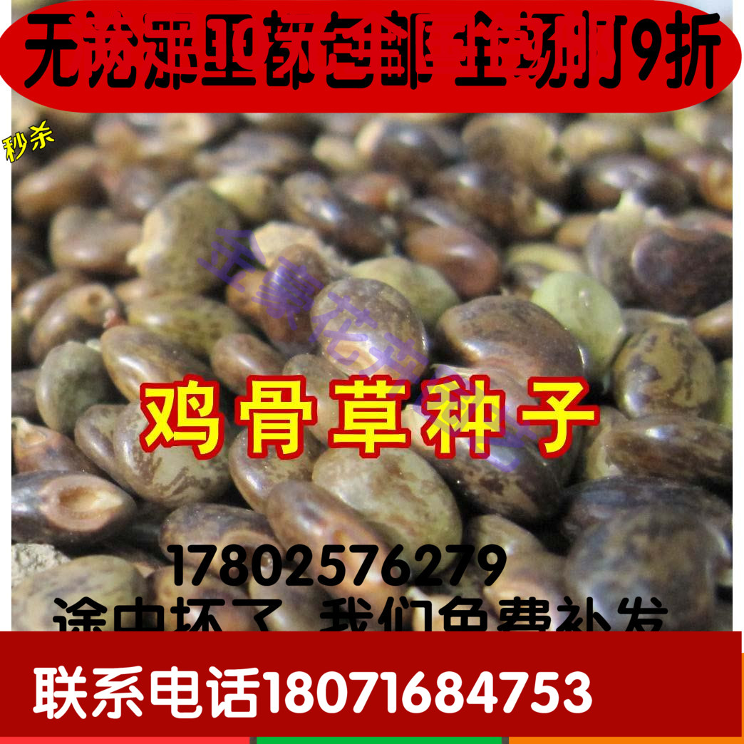鸡骨草种子 中药材鸡骨草籽 鸡骨草种植 中药材种子 鸡骨草药材