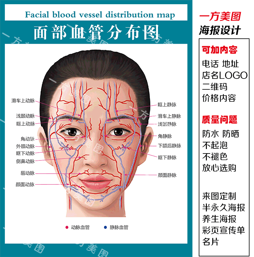 面部血管分布图宣传画 医院医学挂图 宣传海报贴纸 医疗挂画定制