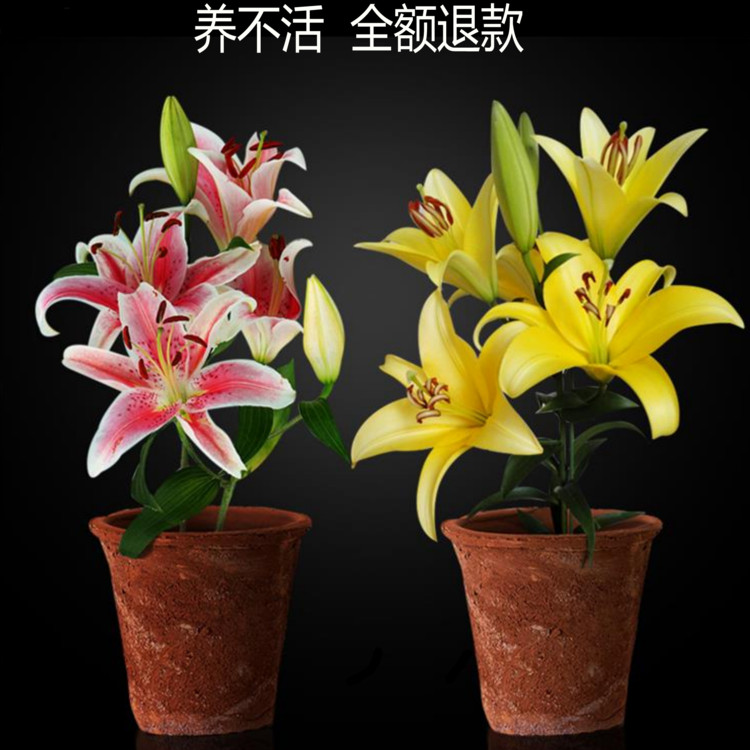进口香水百合种球带芽四季绿植盆栽花卉种子室内外阳台花苗大种球