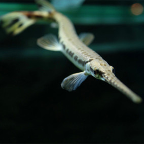 中大型鱼 热带鱼 观赏鱼 淡水鱼 长嘴鳄鱼 福鳄