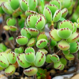 多肉植物 熊童子全状态纯露养多肉一物一拍 白熊