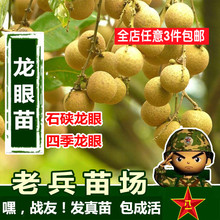 龙眼苗树苗嫁接苗木石硖龙眼苗四季龙眼苗蜜龙苗盆栽地栽当年结果
