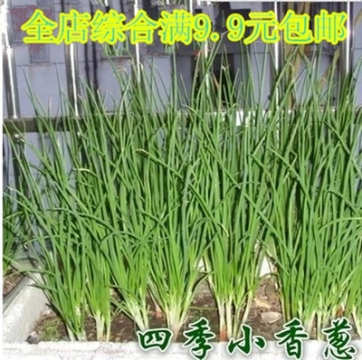 正品[浓鱼肝油的功效]鱼肝油的功效评测 吃鱼肝