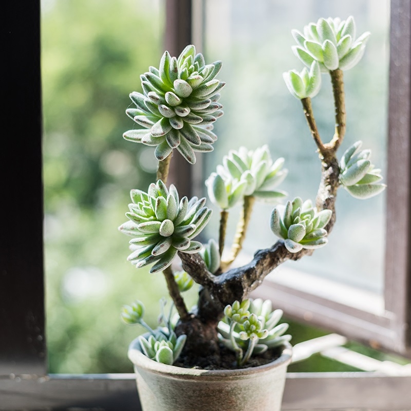 【掬涵】多肉植物盆景 石莲花锦晃星仿真绿植装饰桌面摆件办公室 - 360购物