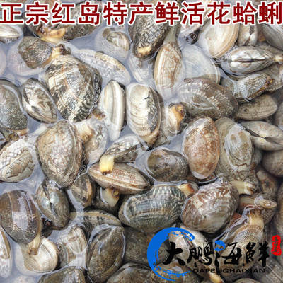 山东 青岛青岛特产鲜活蛤蜊花甲新鲜花蛤蜊贝