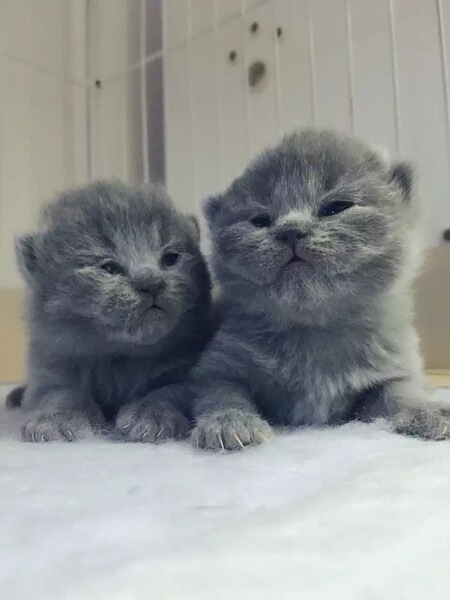 热销宠物猫 自家养CFA血统英国短毛蓝猫幼崽