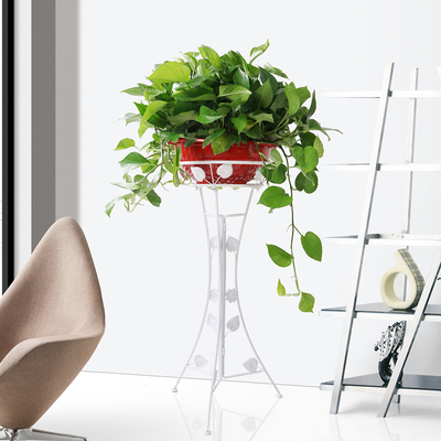 大绿萝花吊兰办公室内装修乔迁吸甲醛净化空气