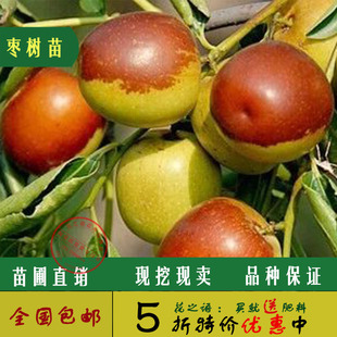  ޽մԺϷֲ