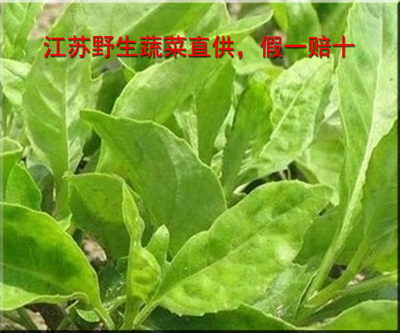 菊科富贵菜 百子菜 神仙菜野生明月草 降糖草保健蔬菜种苗长命菜