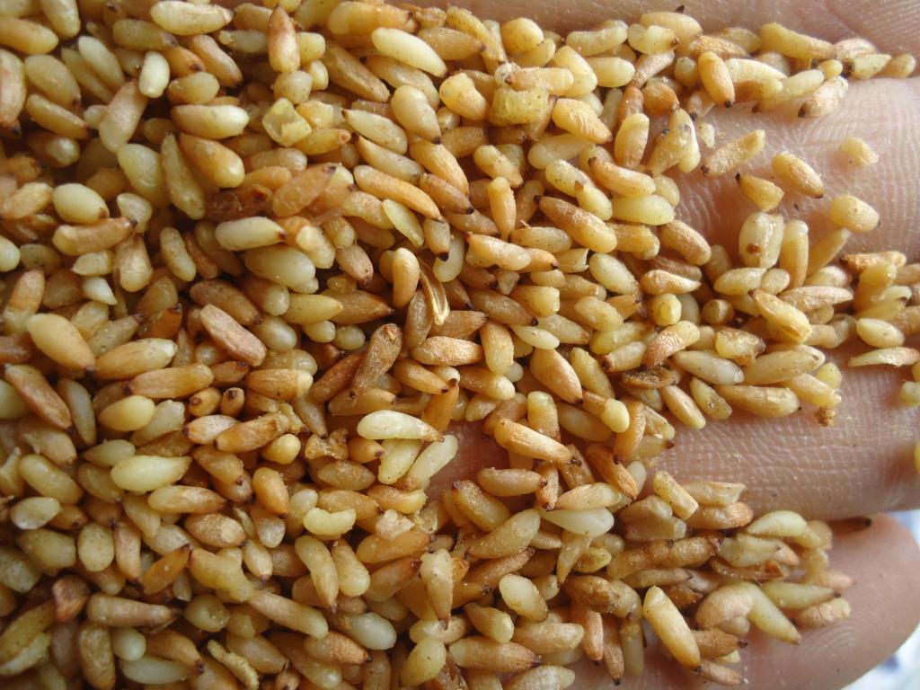 中药材正品柏子仁去壳全仁 柏子仁粉 柏子仁茶250克