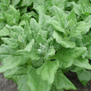 新西兰菠菜种子 番杏 野菠菜 洋菠菜夏菠菜 进口特菜保健蔬菜种子