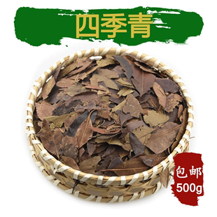 中药材 四季青 红冬青,大叶冬青,油叶树500g 包邮 传统滋补品