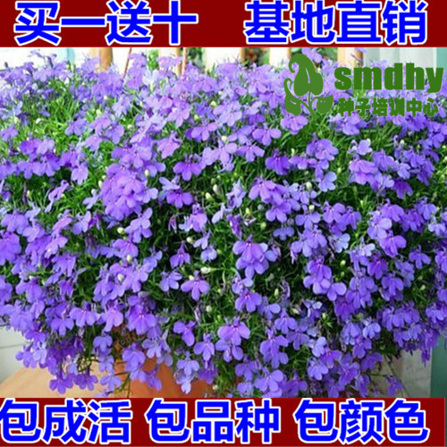 进口多年生半边莲翠蝶花六倍利种子【紫阳】阳台盆栽垂吊香草花卉