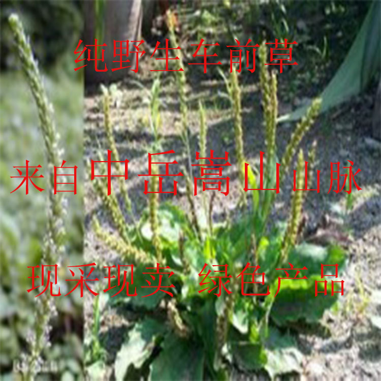 嵩山车前草野生茶新鲜蛤蟆衣车轮菜优质全草清热利湿痛风克星