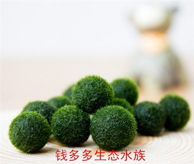 [折扣]绿藻片正品 绿医绿藻片购买 天然绿藻片的