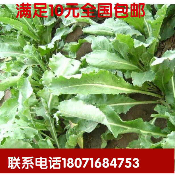 板蓝根种子 大叶青板兰根清热中药植物野菜正品triple阳台花草