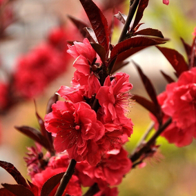 苗圃紫叶桃小苗 紫叶碧桃小苗 桃花苗