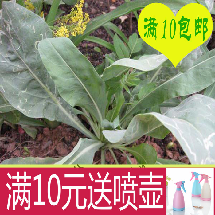 6元包邮 中草药种子花卉种子 大青叶板蓝根种子种籽 家庭种植盆栽