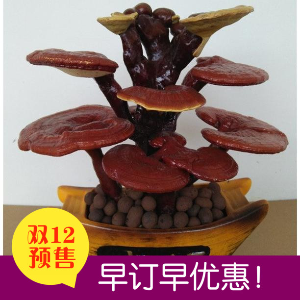 仙人草 灵芝盆景 灵芝草吉祥之物，长寿的象征 仿真假灵芝