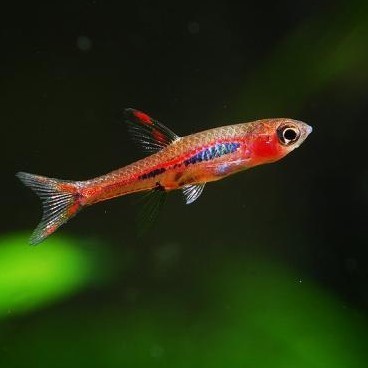 小丑灯鱼_特价|包邮_绿莲灯鱼,锦鲤鱼苗批发 宠