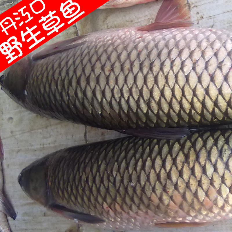 新鲜草鱼鲜活杀草鲩丹江口水库野生草鱼青鱼做腌熏鱼干野鱼翘嘴白